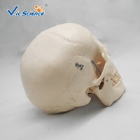 Modelo Anatómico de Puntos de Anclaje Muscular de Cráneo con Código de Color para Enseñanza de Odontología y Ortopedia, con Certificaciones CE/ISO/ROHS/CNAS