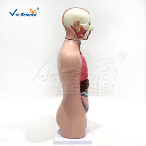แบบจำลองลำตัวมนุษย์ขนาดครึ่งตัว <span class=keywords><strong>13</strong></span> ชิ้นส่วน ทำจาก PVC ขนาด 42 ซม. สำหรับการเรียนการสอนทางการแพทย์ ได้รับมาตรฐาน CE ISO ROHS CNAS - Product Image 3