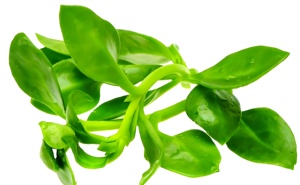 Polvo de Andrographis <span class=keywords><strong>Paniculata</strong></span> de Alta Pureza y Contenido, Polvo de Chuanxinlian, Grado Alimenticio Natural Puro - Product Image 5