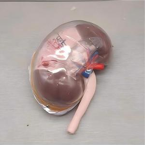 Modelo Anatómico Transparente del Segmento Renal Humano - Herramienta Educativa de <span class=keywords><strong>Nefrología</strong></span> - Product Image 3