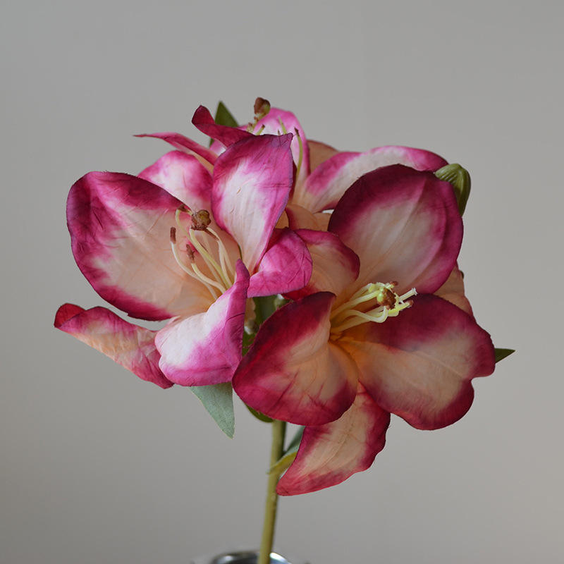 สีชมพูเข้ม