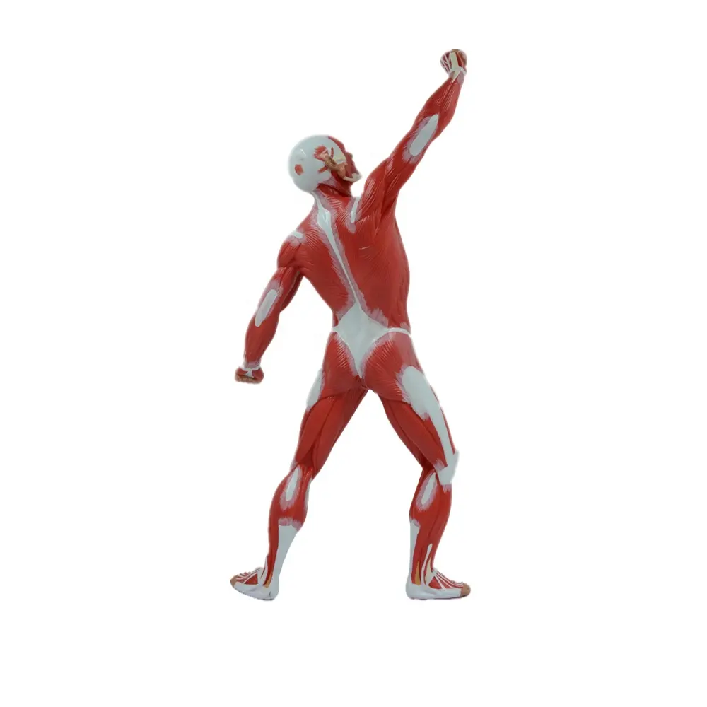 Customized anatomical model shows the superficial muscles of human body