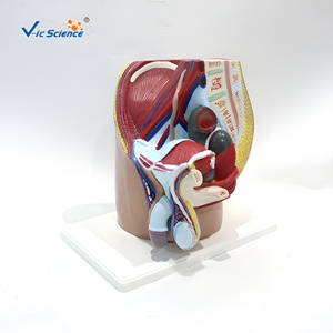Modèle anatomique de la région pelvienne inguinale masculine, section sagittale en 4 parties, pour l'enseignement en faculté de médecine, CE ISO ROHS CNAS - Product Image 3