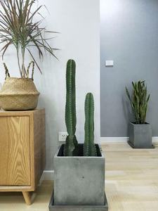 Nordique Simple grand jardin extérieur jardinières carré <span class=keywords><strong>rond</strong></span> béton Pot de <span class=keywords><strong>fleur</strong></span> plateau Design minimaliste pour bonsaï sol utilisation - Product Image 6