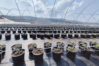 Pot Tanaman Plastik Black Blueberry dengan Lubang Drainase - Wadah Pembibitan Ramah Lingkungan untuk Pertumbuhan Komersial di Dalam/Luar Ruangan