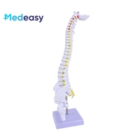 Colonne vertébrale verticale médicale de 45CM avec le bassin et le fémur, modèle médical de colonne vertébrale