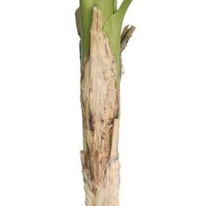 186cm de haut effet de feuille Unique <span class=keywords><strong>bananier</strong></span> artificiel intérieur/extérieur décoratif plante en pot vivante matière plastique pour anniversaire - Product Image 4