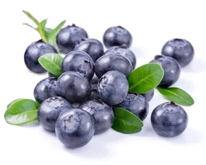 High Quality Healthway Supply Factory Supplier ISO Certified Bilberry Extract 25% Anthocyanin