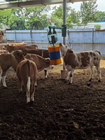 Brosse automatique pour vaches en vente chaude pour les équipements d'élevage laitier