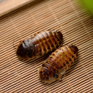 Migliora la resistenza alle malattie degli animali domestici <span class=keywords><strong>cibo</strong></span> per animali domestici Eco scarafaggio Dubia fresco per Arowana rossa - Product Image 2