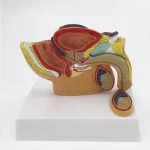 Modelo Anatómico del Sistema Reproductor Masculino de GREEN Medical Science, Anatomía del Sistema Urinario, Pelvis Sagital, Testículos y Próstata - Product Image 2