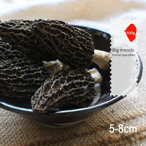 Jamur Morel liar tumbuh alami, harga grosir jamur Morel - Product Image 3