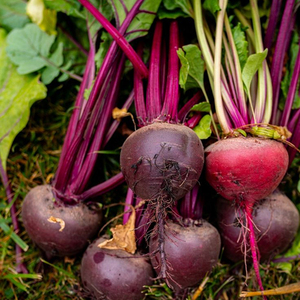 Variedad de Remolacha Roja Oscura de Detroit de Alto Rendimiento con Excelente Uniformidad de Cultivo, Cosechas Confiables y Mercado Premium - Product Image 1