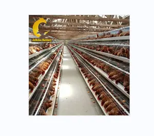 Jinmuren cage à poulet de haute qualité pour l'exportation de la couche de volaille