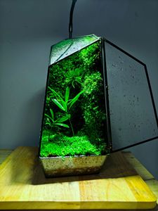 EG-V036 préservé <span class=keywords><strong>mousse</strong></span> Eco naturel vert mur Art peinture cadre plantes vivantes <span class=keywords><strong>mousse</strong></span> décoration de Table Terrarium plantes et <span class=keywords><strong>mousse</strong></span> - Product Image 2