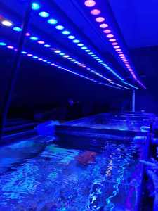 WIFI APP Control Dimmable Dual Core 5w Led Aquarium Light 2ft 3ft 4ft 5ftfish tank sunrise sunset marine reef led Aquarium Light - Product Image 5