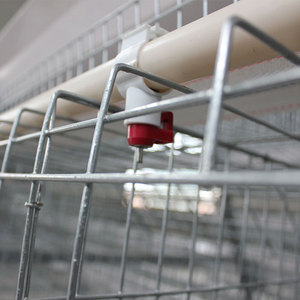 Spécialisation dans les solutions de cages à poules de type A pour les exploitations commerciales de petite et moyenne taille en Afrique - Product Image 4