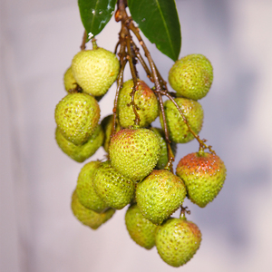 Acheter chinois frais litchi litchi litchi lichi fruits frais prix (Fi <span class=keywords><strong>tsz</strong></span> siu) - Product Image 2