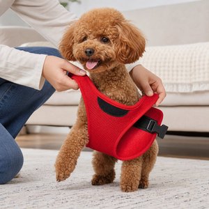 Harnais pour chien en maille respirante, facile à enfiler, pour petits chiens et chiots, OEM ODM, durable, confortable, rembourré, fournitures pour animaux de compagnie, réglable - Product Image 1