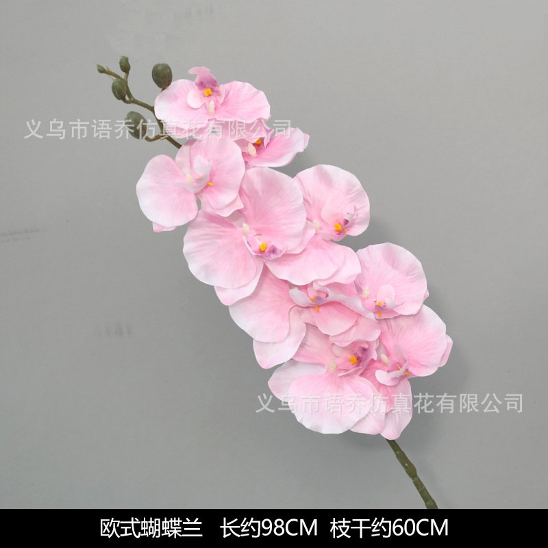 European-style phalaenopsis light powder