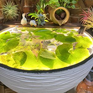 Hot-selling verdikte lotusbak <span class=keywords><strong>aquarium</strong></span> retro koperen munt <span class=keywords><strong>plant</strong></span> en waterlelie siervis <span class=keywords><strong>aquarium</strong></span> siervisbak - Product Image 6