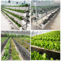 Promotion : Gouttière plate en PVC pour culture hydroponique de fraises, culture hors-sol pour ferme commerciale