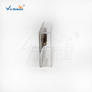 Especímen transparente de Plastomount del ciclo de vida del locustino, muestra de insecto real para estudio de laboratorio biológico CE/ISO/ROHS/CNAS - Product Image 4