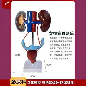 Modelo anatómico del sistema urogenital masculino, modelo del sistema urinario, modelo anatómico del sistema urinario humano - Product Image 3