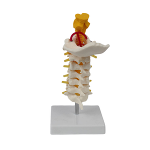 <span class=keywords><strong>Esqueleto</strong></span> de PVC de tamaño real, modelo de 7 vértebras cervicales con hueso occipital, tronco encefálico, nervios, vasos sanguíneos para ciencia médica - Product Image 6