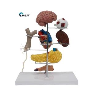 Modelo de Enseñanza Médica, Modelo de Diabetes para Educación en Endocrinología y Fisiopatología - Product Image 1