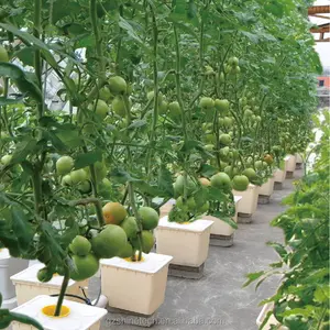 In Stock Multi Span Film Greenhouse Turnkey Solution Agricultural Tomato Hydroponics Green House For Sale