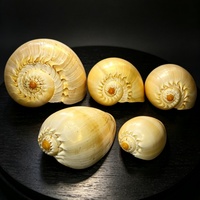 Coquille de Volute Dorée Naturelle, Coquille de Melo Broderipii, Décoration d'Aquarium, Spécimen Marin, Ornement Artisanal, Cadeau
