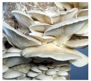 Hochtemperaturbeständiger langlebiger starker Pflanzen-Anbausatz Anbau anbau Pilz-Schaubsäcke