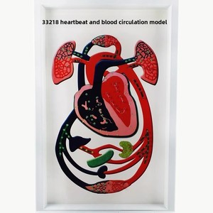 Modelo Anatômico de Batimento Cardíaco e Circulação Sanguínea - Modelo de Ensino Biológico Vendas Diretas de Fábrica - Product Image 5