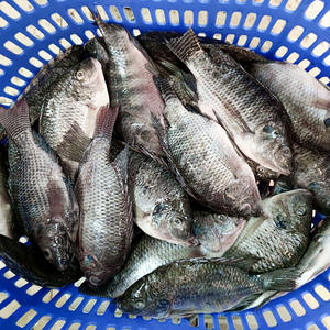 Poisson Tilapia IQF congelé en vrac Aliments IQF Pour Poisson Tilapia pour la vente en gros - Product Image 5