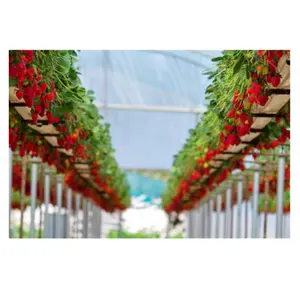 Comment faire pousser des fraises dans une serre Cocopeat Growing Bag Gutter Support de haute qualité