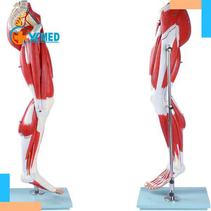 Model anatomi otot kaki Model kaki otot 3D Model otot kaki manusia yang dapat dilepas 13 bagian sistem navigasi otot - Product Image 1