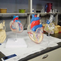 Modèles anatomiques de cœur en PVC pour l'éducation scolaire en sciences médicales