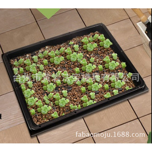 Nursery <b>Trays</b> Rectangle <b>Plastic</b> Mold Injection With Drainage Hole For Seedling Growing - Product Image 5