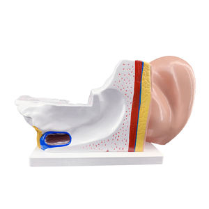 Modèle d'anatomie de l'oreille médicale 3x Structure du système de l'oreille interne moyenne externe Modèle de structure de l'oreille externe humaine Recours de formation - Product Image 5