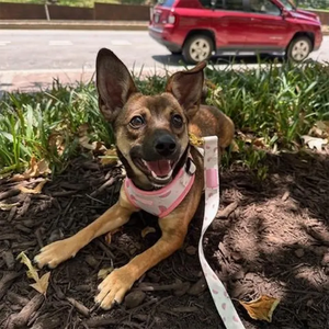 كلب بتصميم خاص امتصاص صدمات عالي الكثافة سهل الارتداء قابل للتحويل جميل للكلاب الكبيرة المتوسطة - Product Image 6