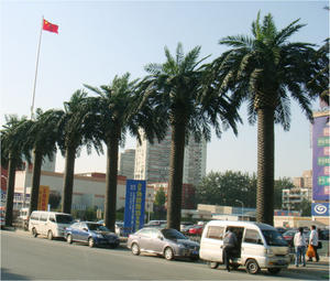 ต้นปาล์มประดิษฐ์รูปใบไม้ Pvc ยาว10เมตร,สำหรับใช้ตกแต่งสนามเด็กเล่นกลางแจ้ง - Product Image 4