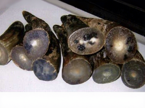 Puntas de Cuerno de Búfalo Natural Talladas a Mano, Lámpara de Sal con Forma de Flor, Decoración Portátil para el Hogar, Arte Coleccionable, Uttar Pradesh B.S. - Product Image 2
