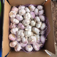 Ail blancs normaux de récolte fraîche dans le sac/carton de la maille 10kg