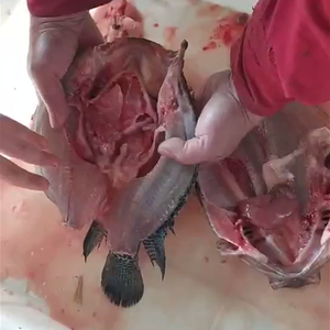 <strong>Fish</strong> Killing Machine <strong>Descaling</strong> Machine Cutter Type Equipment Adapt to Different <strong>Fish</strong> Sizes for High Volume <strong>Fish</strong> Processing - Product Image 6