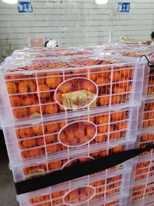 Nueva cosecha Fresh Naval <span class=keywords><strong>Orange</strong></span> Sweet Fruit <span class=keywords><strong>Orange</strong></span> Fresh Mandarin <span class=keywords><strong>Orange</strong></span> - Product Image 4