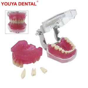 <span class=keywords><strong>Modello</strong></span> Anatomico Dentale Standard MX-039 con Denti Rimovibili, Tipo Dentale con Gengive Morbide per Studio, Insegnamento ed Educazione, Dimostrazione in Resina - Product Image 2