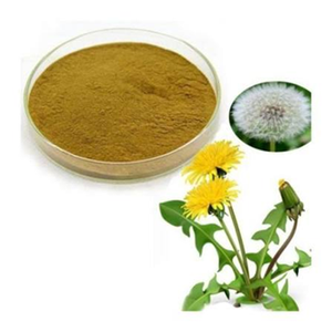 Extrait de pissenlit de haute qualité en poudre séchée par atomisation, matière première végétale pour la nutrition et la formulation de produits de bien-être à base de plantes - Product Image 5