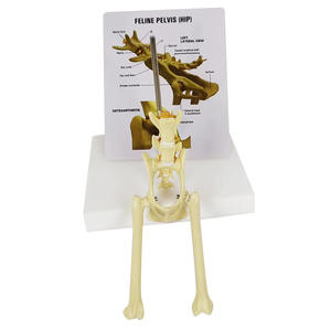 Cadeau éducatif médical modèle osseux de bassin de chat squelette félin grandeur nature avec vertèbre lombaire et moelle épinière anatomique - Product Image 3