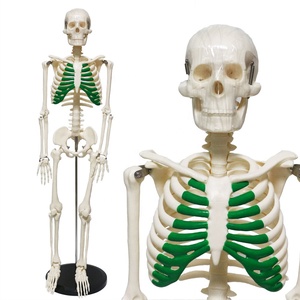Anatomía Modelo de esqueleto humano El esternón verde Enseñanza Material de PVC Anatómico Vertical 85cm Modelo de esqueleto humano de alta calidad - Product Image 1